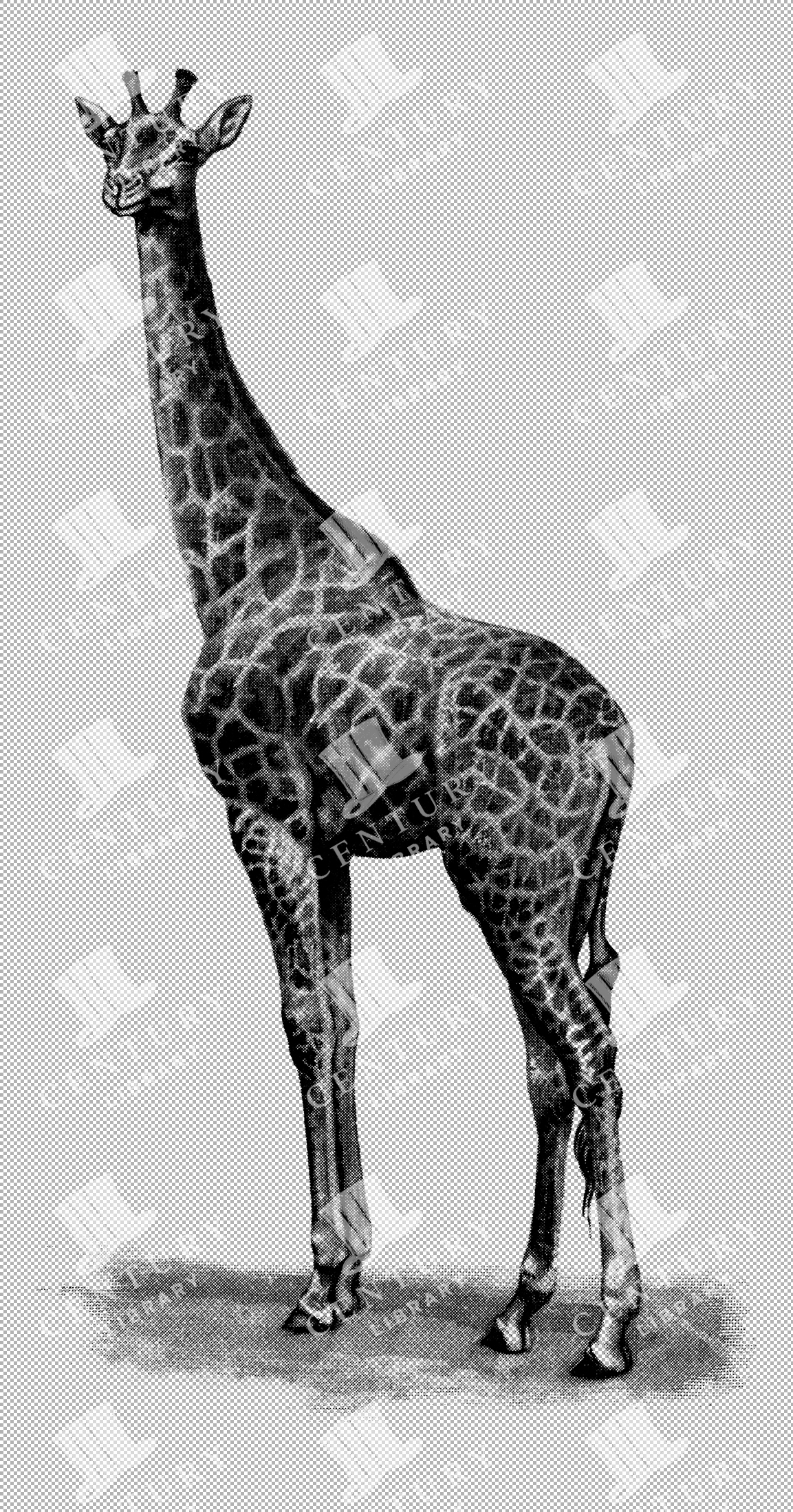Giraffe Illustration On Transparent Background