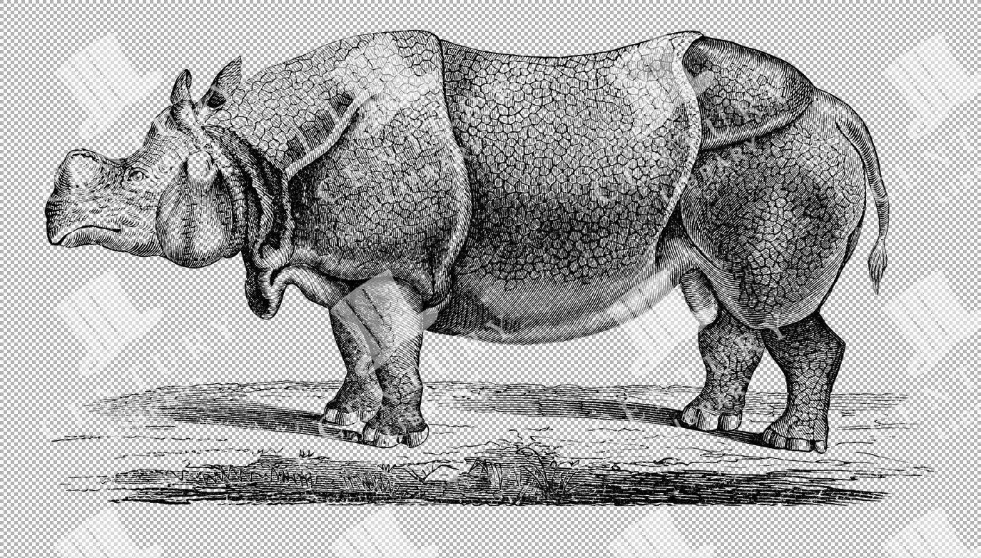 Great Indian Rhino Illustration On Transparent Background