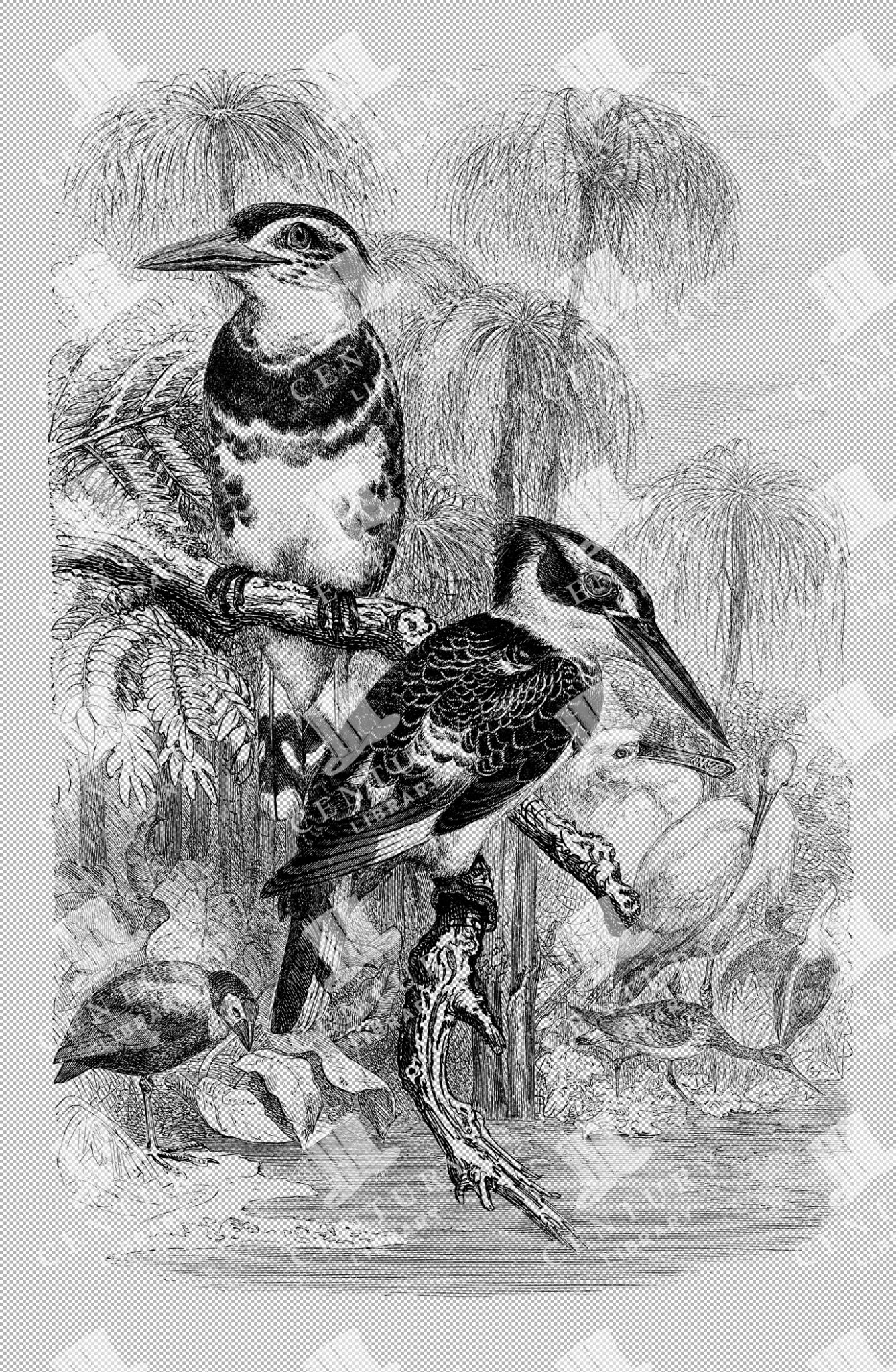 Grey Kingfishers Illustration On Transparent Background
