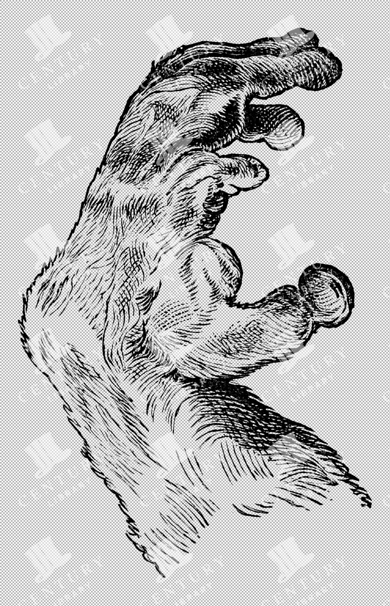 Detailed Illustration Of A Common Loris Hand In Vintage Style