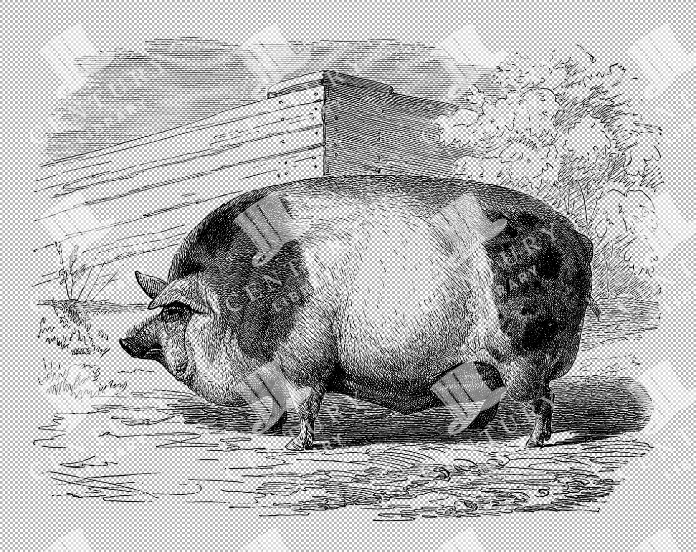 Harrison Pig Illustration Highlighting Unique Body Shape And Features