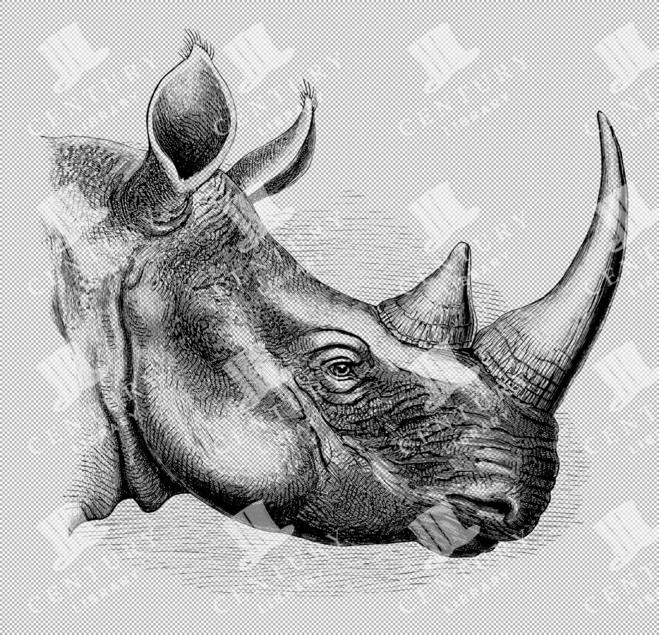Illustration Of Burchell's Rhino Head With Distinctive Two Horns And Detailed Skin Texture