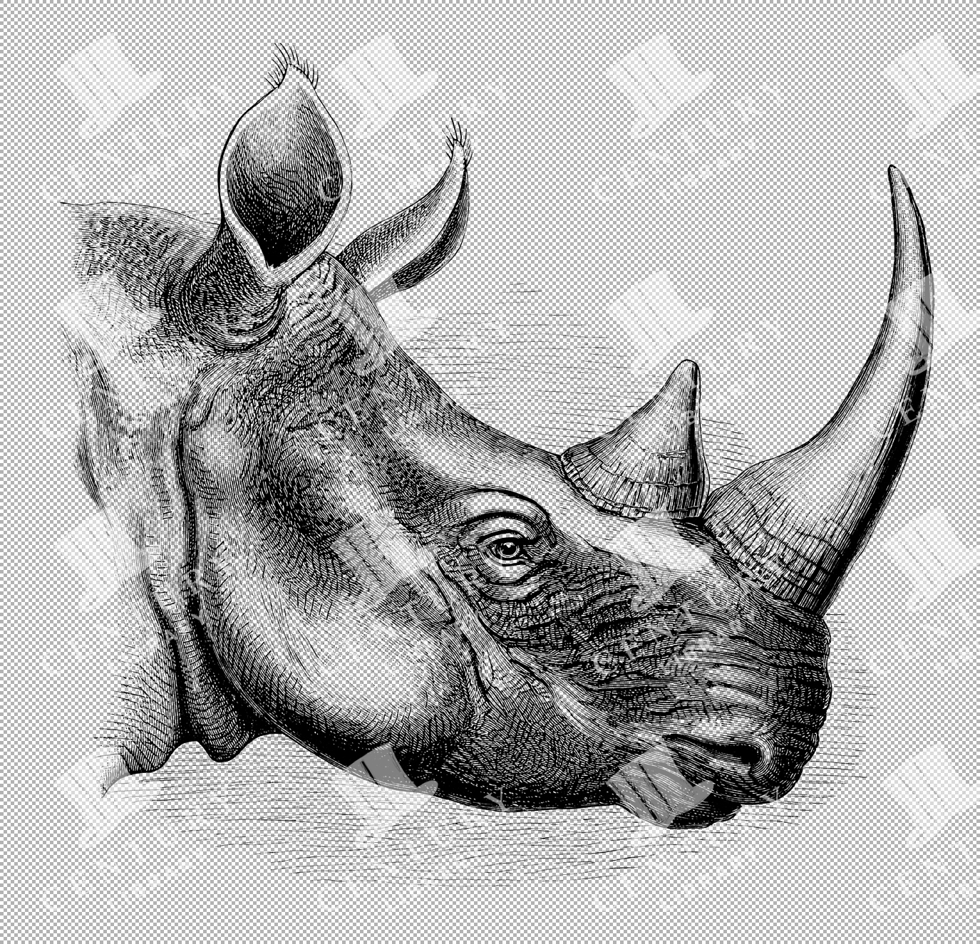 Illustration Of Burchell's Rhino Head With Distinctive Two Horns And Detailed Skin Texture