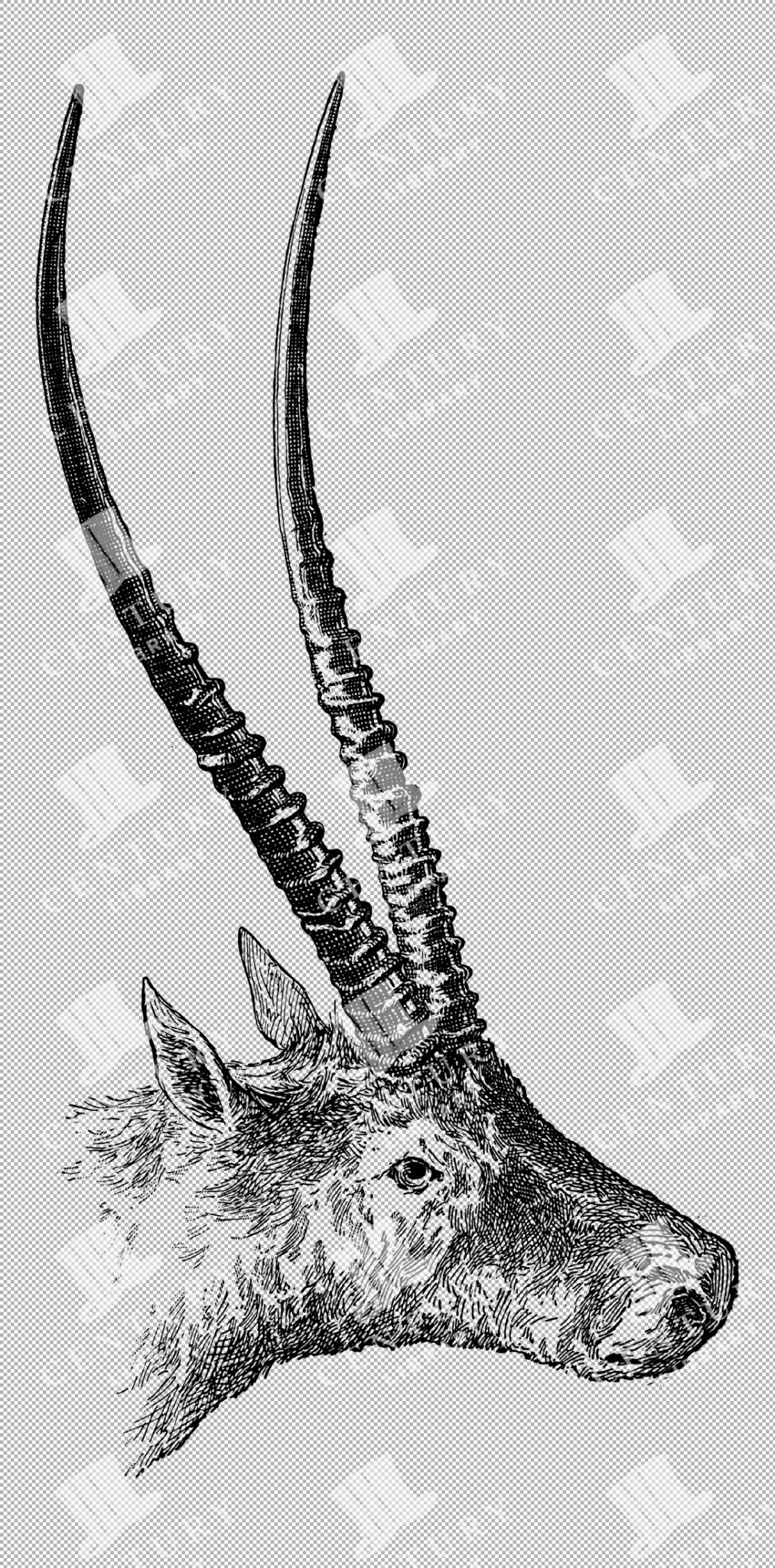 Side View Of Chiru Antelope Head With Long, Slender Horns And Detailed Facial Features
