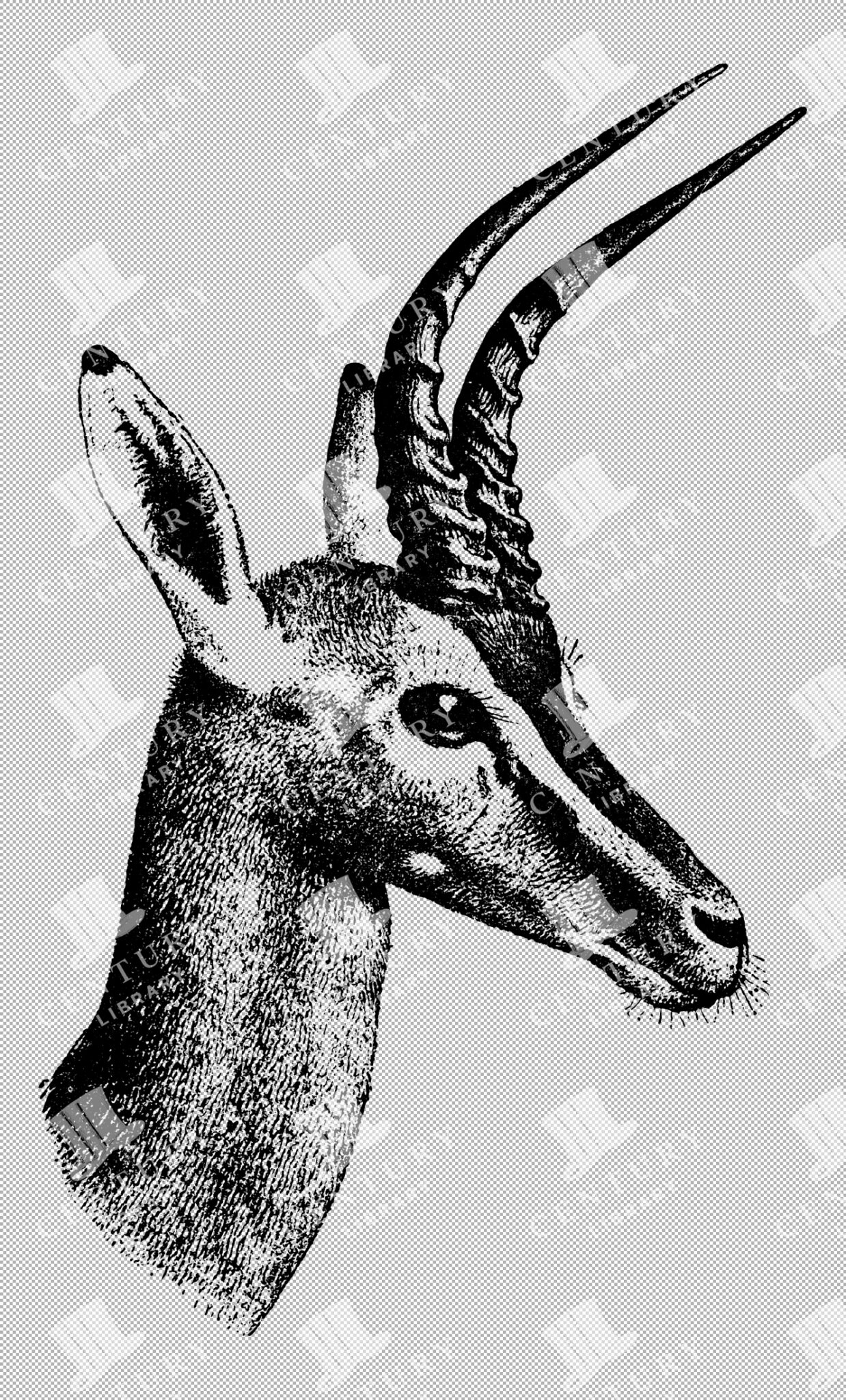 Head Of Clarke's Antelope With Long Curved Horns And Furry Coat In Detailed Illustration