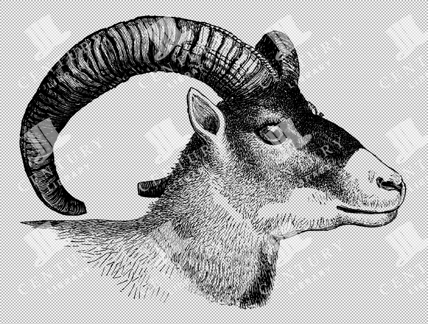 Cyprian Sheep Head With Spiral Horns And Dense Woolly Texture In Vintage Illustration