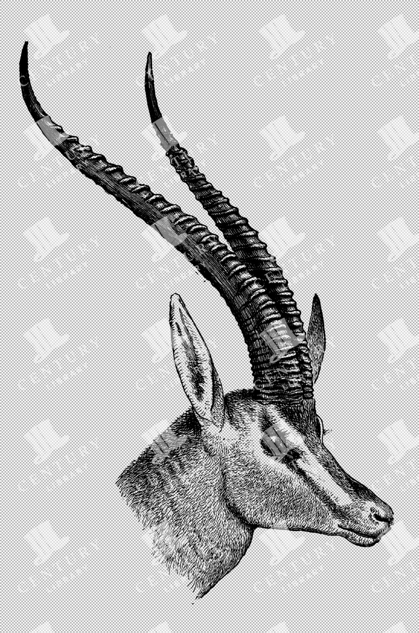 Grant's Gazelle Head Profile With Elegant Curved Horns And Detailed Facial Expression