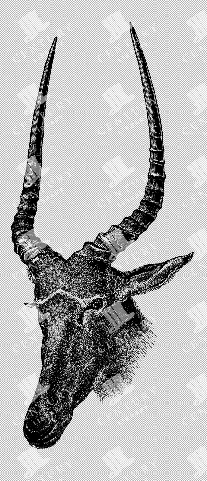 Hunter's Hartebeest Head With Distinctive Long Horns And Detailed Fur Texture In Sketch