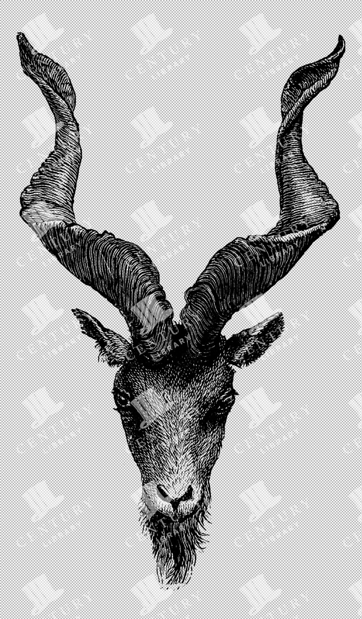Markhor Head With Twisting Horns And Long Beard In A Highly Detailed Illustration