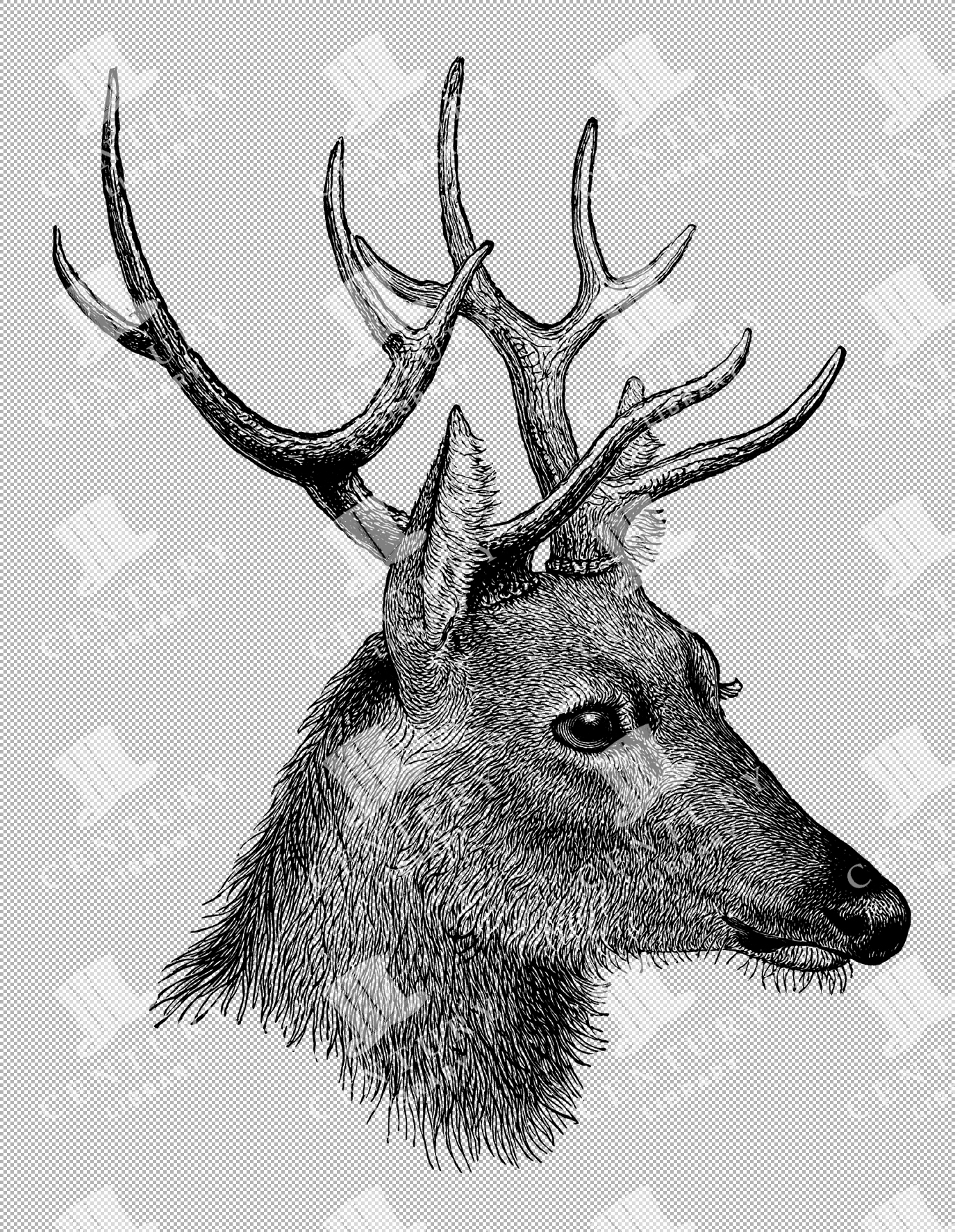 Detailed Illustration Of The Head Of Schomburgk's Deer With Prominent Antlers