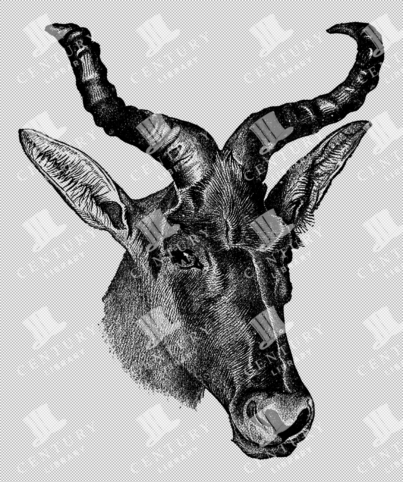 Profile Drawing Of Swayne's Hartebeest Head With Characteristic Curved Horns