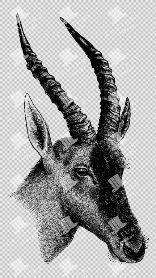 Engraved Illustration Of The Head Of The Senegal Antelope With Slender Horns