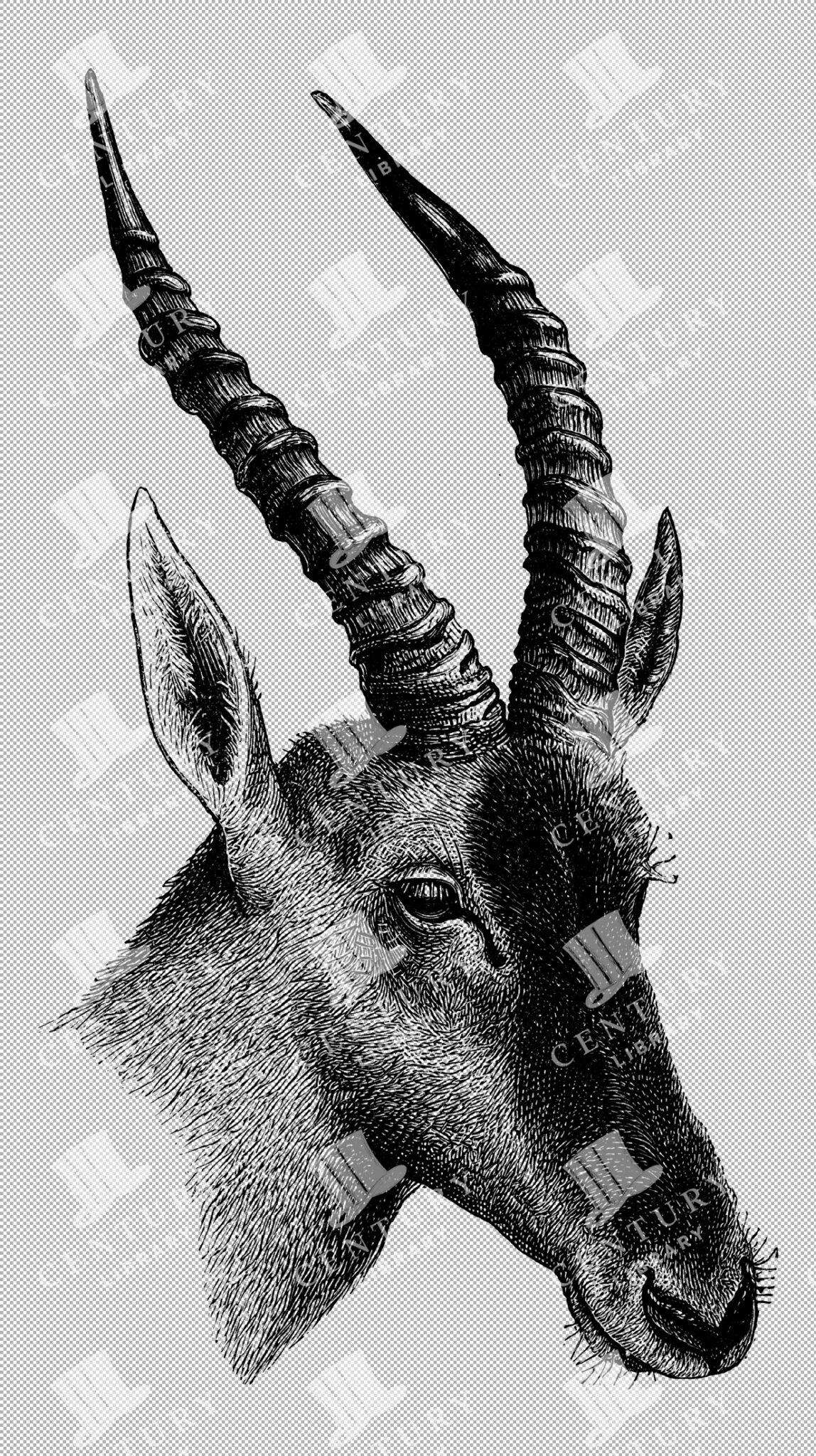 Engraved Illustration Of The Head Of The Senegal Antelope With Slender Horns