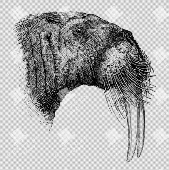 Detailed Drawing Of Walrus Head With Prominent Tusks And Whiskers