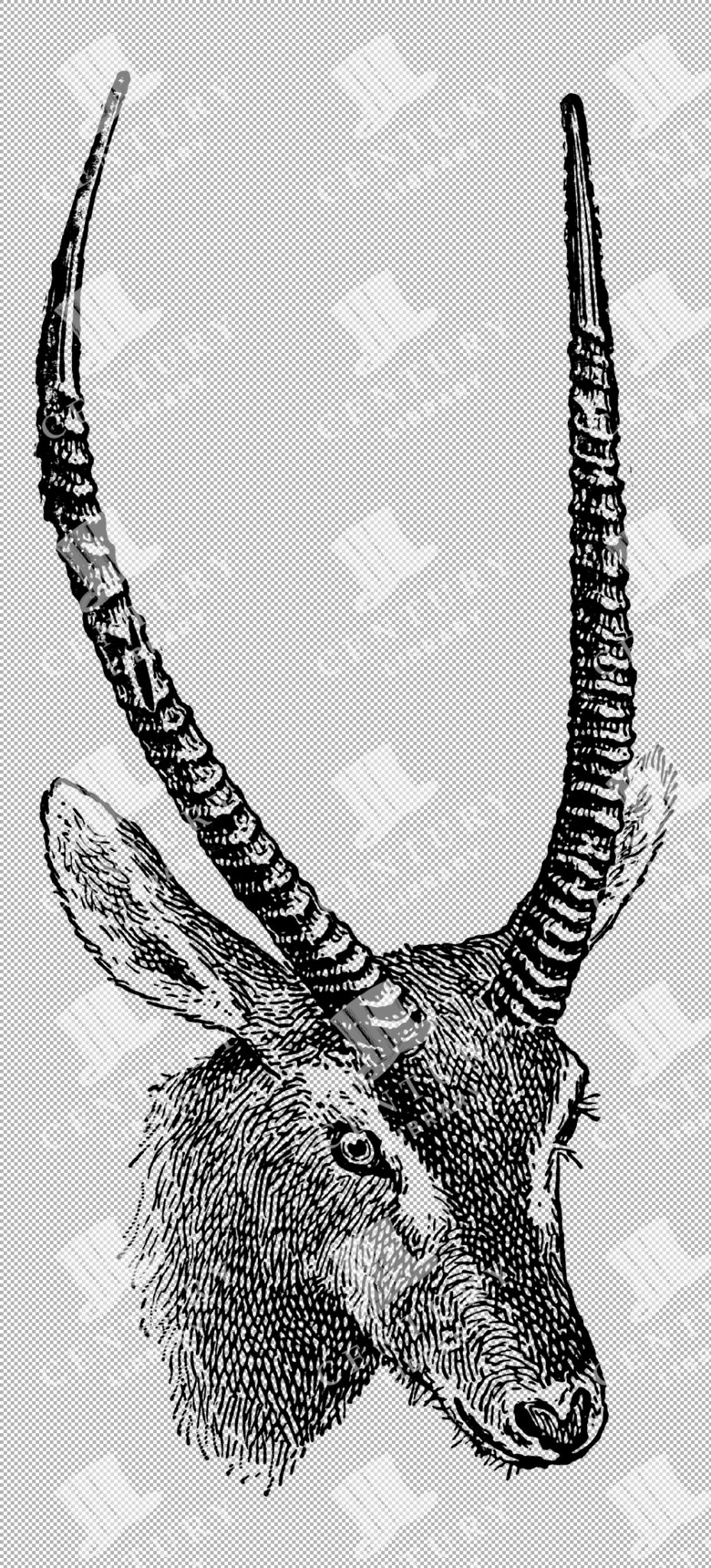 Illustration Of Water-buck Head With Prominent Ringed Horns And Ears