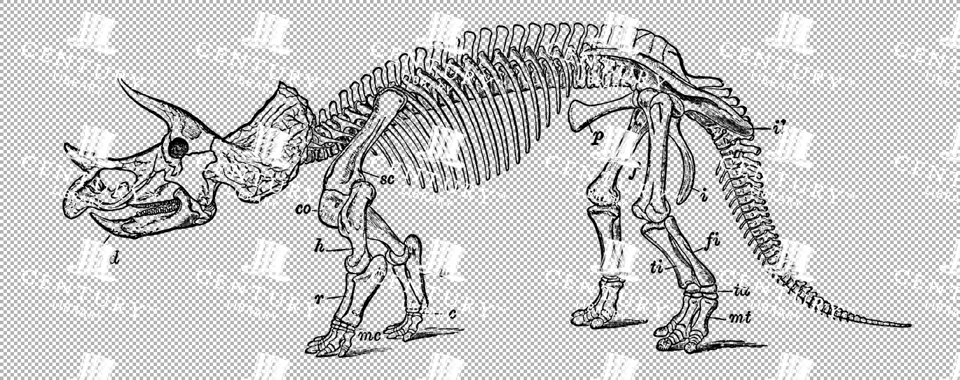 Skeletal Diagram Of A Horned Dinosaur With Labeled Parts
