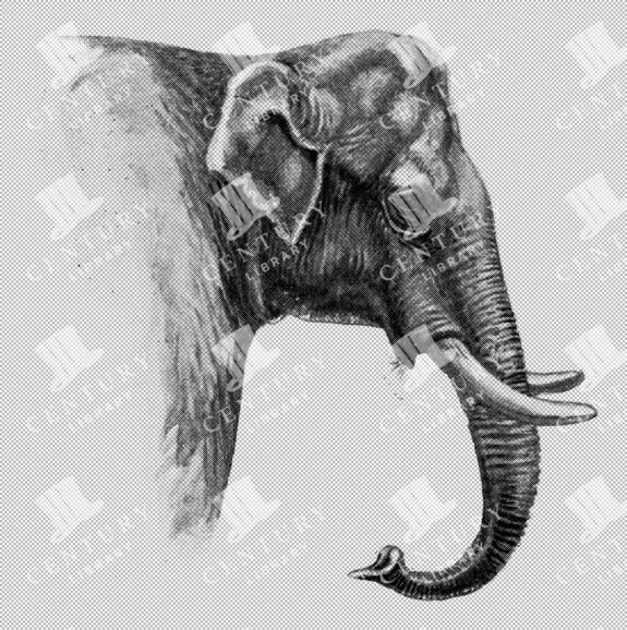 Vintage Side Profile Engraving Of Indian Elephant Bust With Prominent Trunk As Transparent Png Illustration