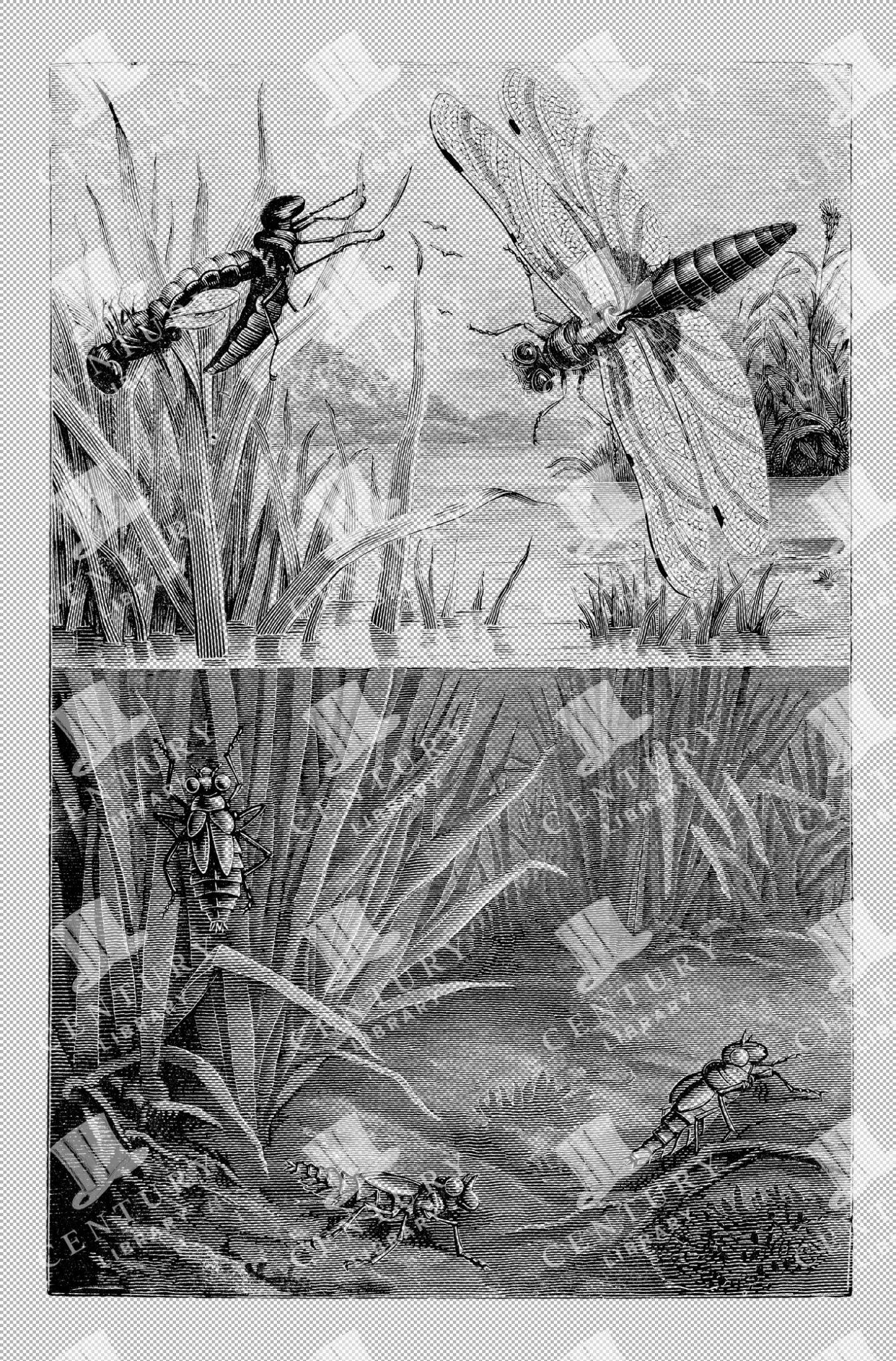Detailed Vintage Illustration Of Various Insects Above And Under Pond Water In Natural Habitat As Transparent Png
