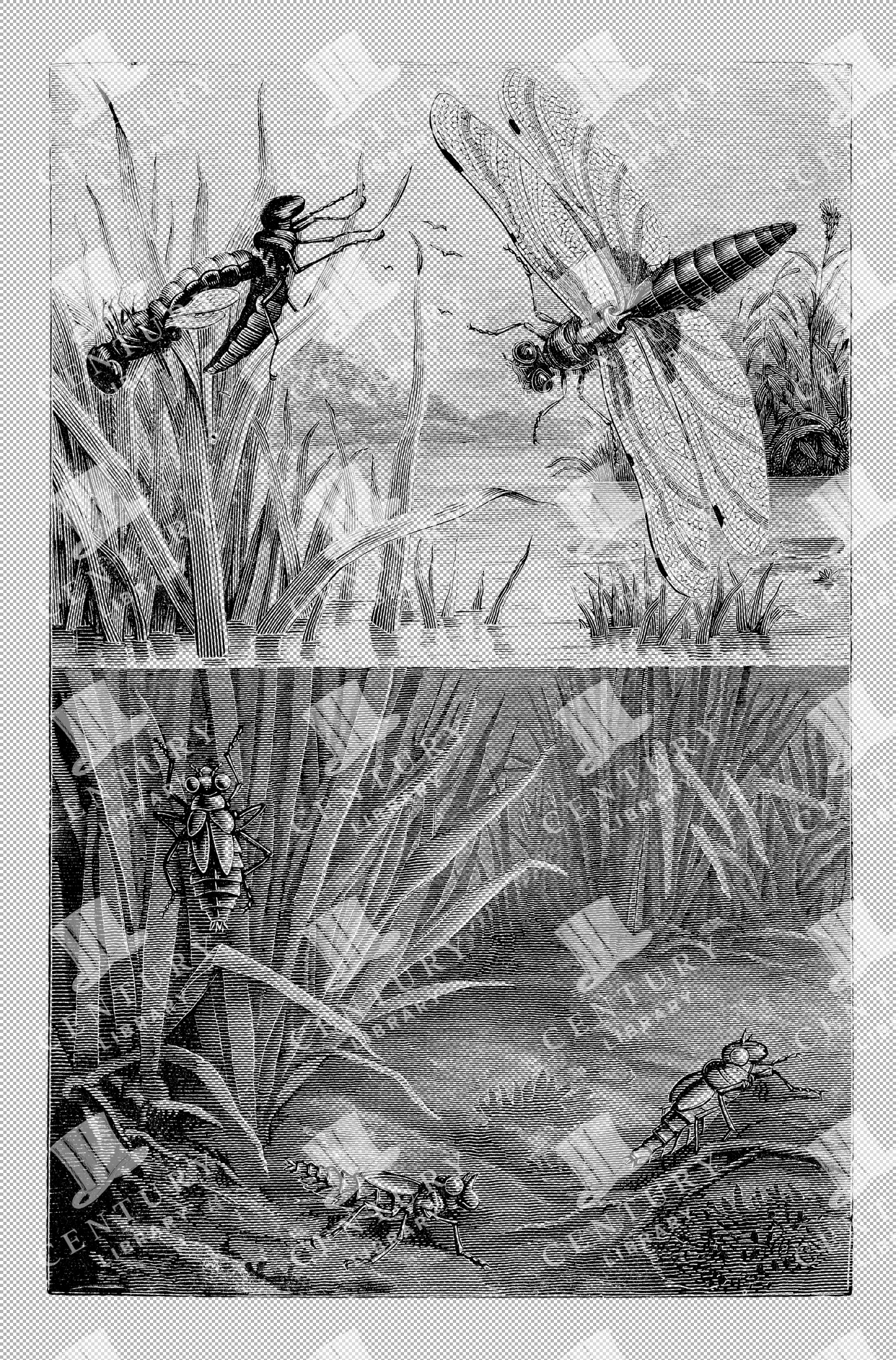 Detailed Vintage Illustration Of Various Insects Above And Under Pond Water In Natural Habitat As Transparent Png