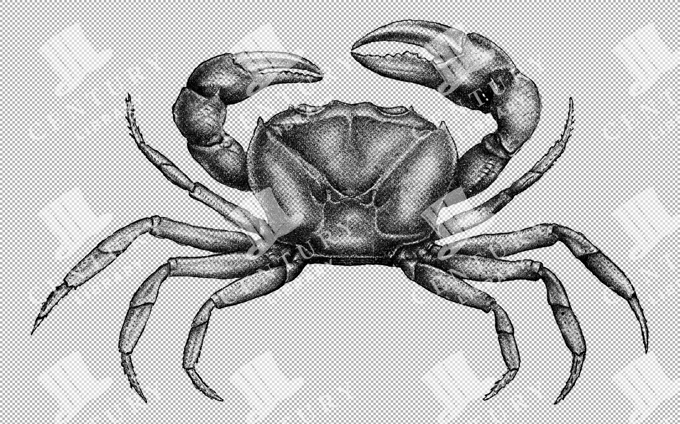 Detailed Vintage Illustration Of Italian Land Crab In Natural Pose As Isolated Transparent Png Artwork