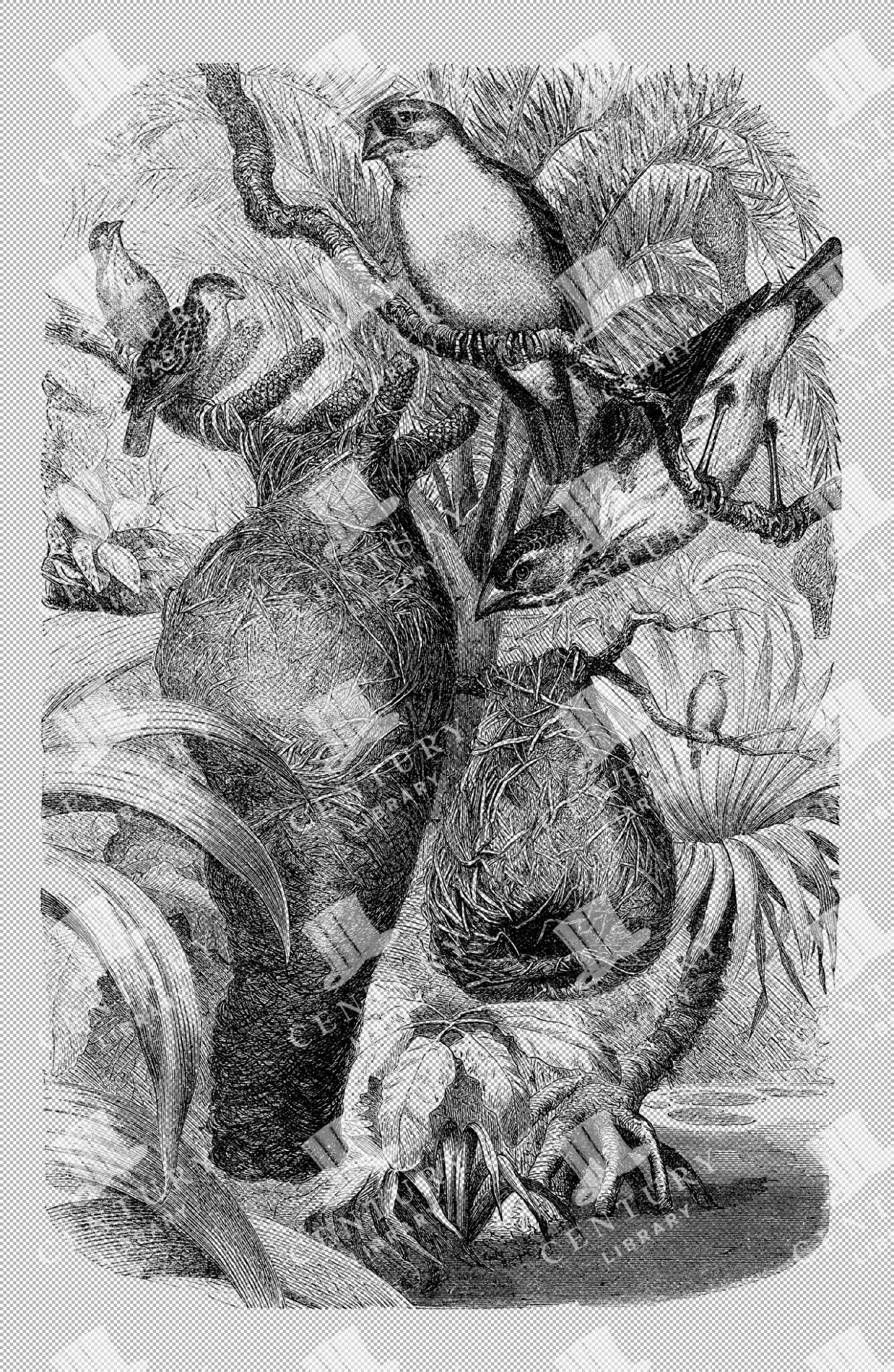 Vintage Illustration Of Java Weaver Birds In Natural Habitat With Nests As Detailed Transparent Png Artwork