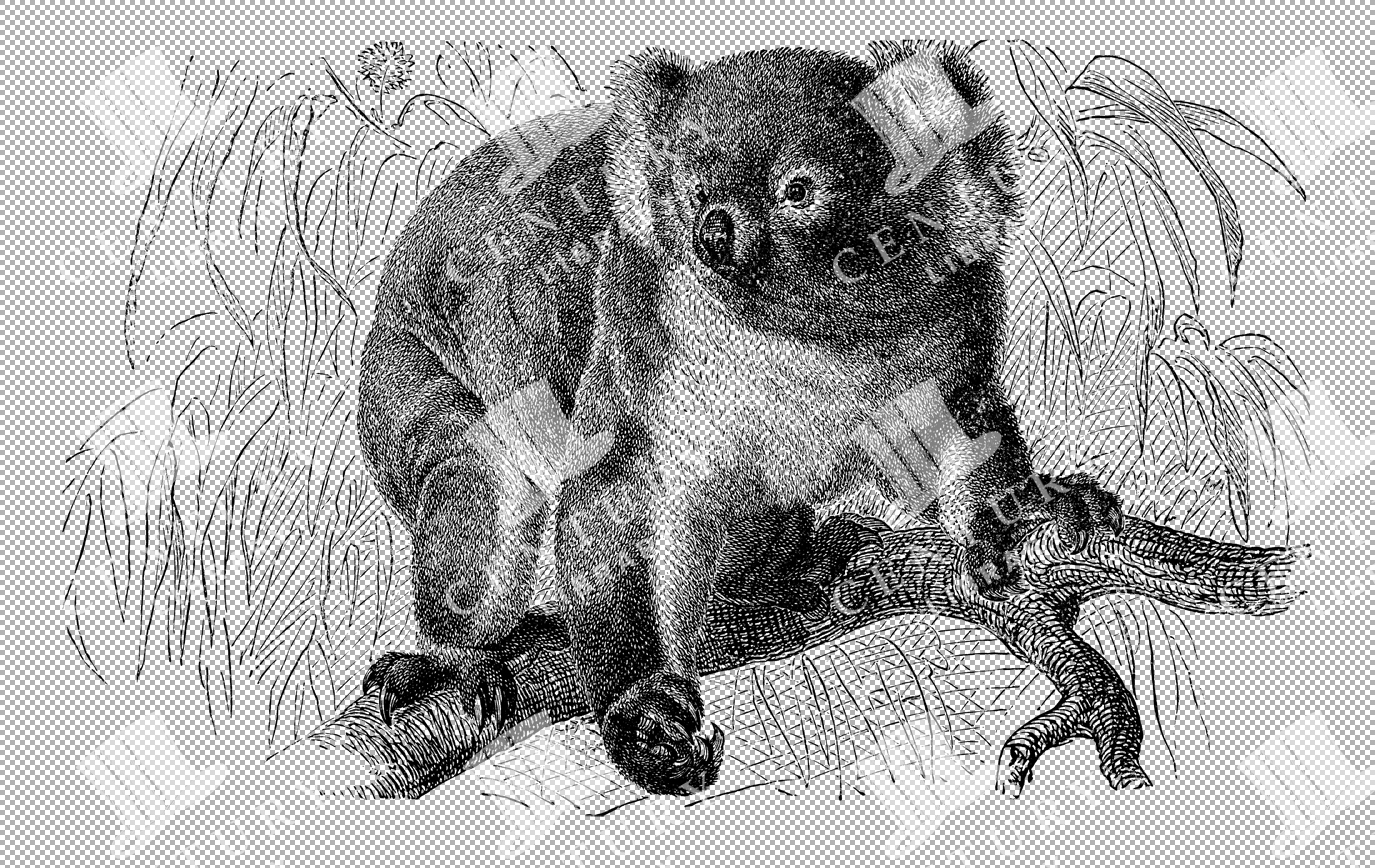 Vintage Illustration Of Australian Koala Bear Perched On Tree Branch In Natural Setting As Transparent Png