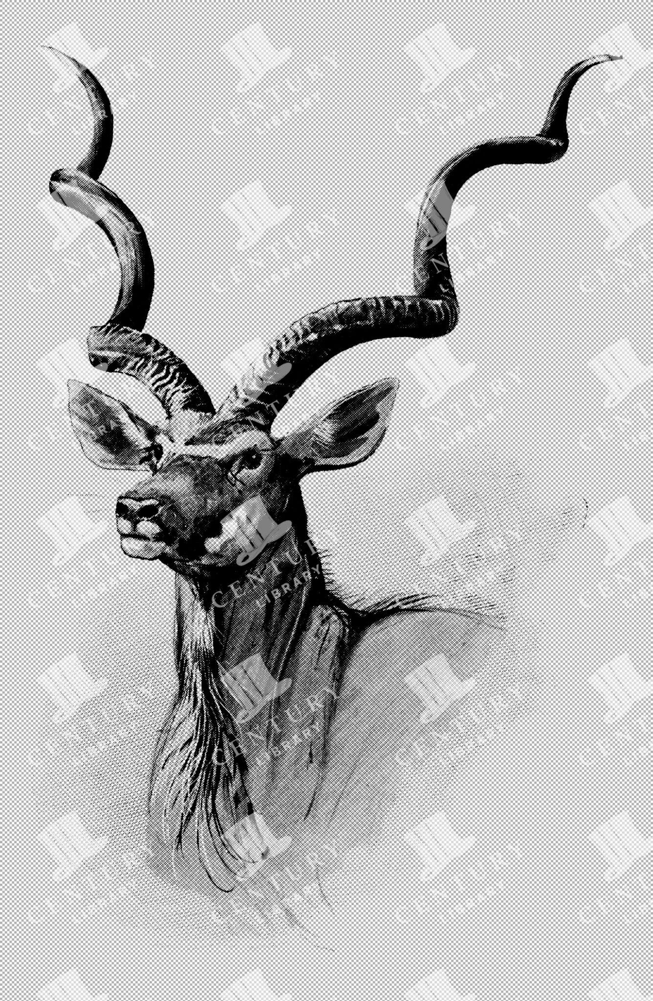 Detailed Vintage Illustration Of Koodoo Antelope Bust With Long Curled Antlers As Transparent Png