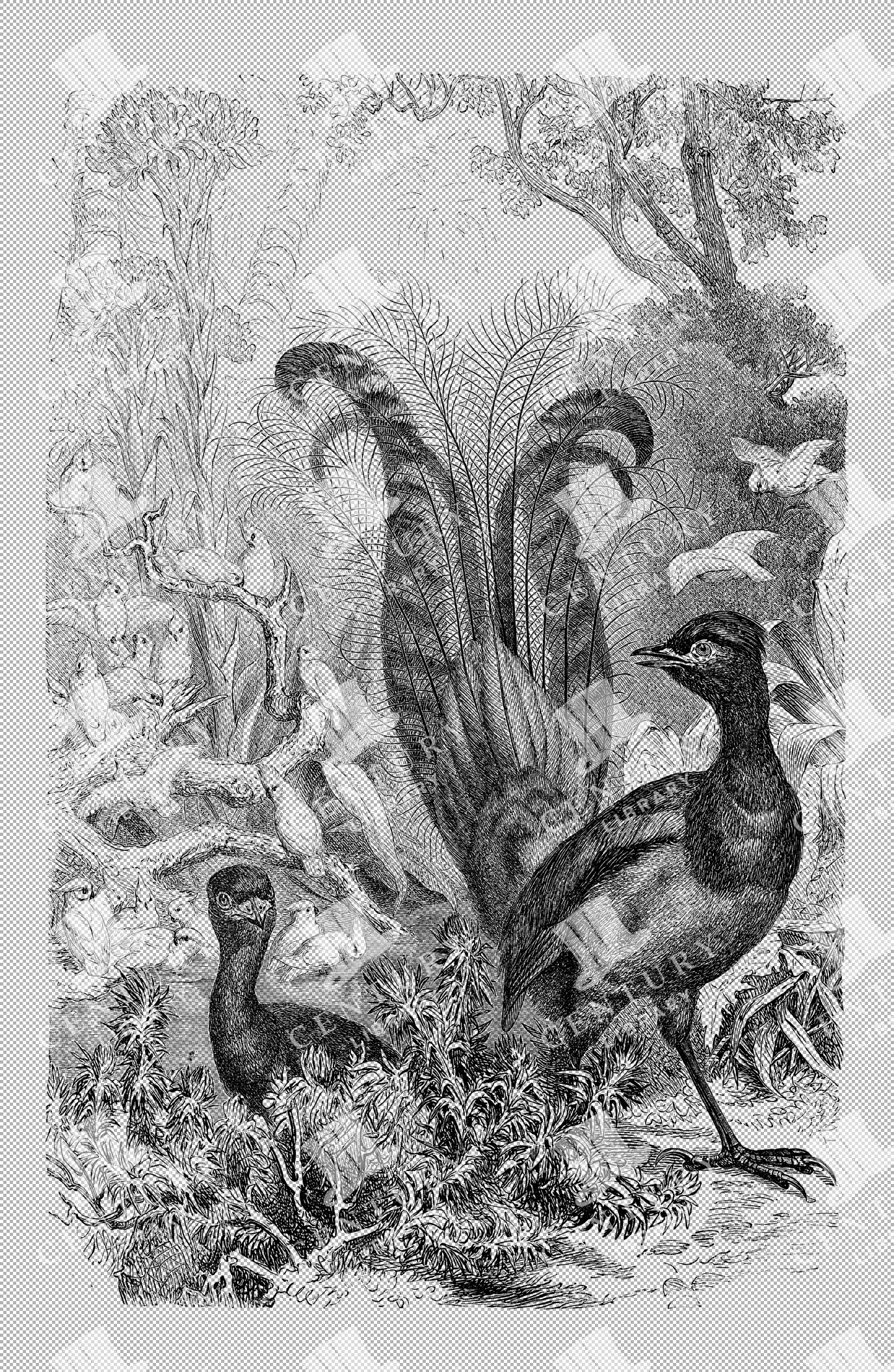 Vintage Illustration Of Lyre Birds In Natural Habitat With Parrots In Background As Detailed Transparent Png