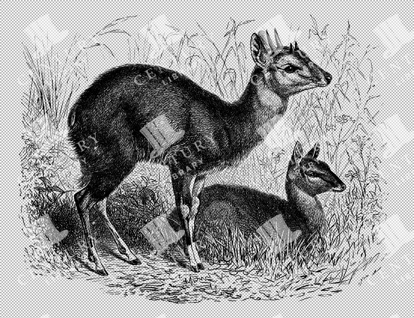 Detailed Vintage Illustration Of Male And Female Four-horned Antelope In Natural Habitat As Transparent Png