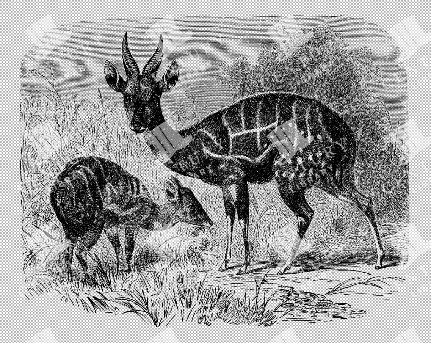 Vintage Illustration Of Male And Female Guib In Natural Setting As Transparent Png