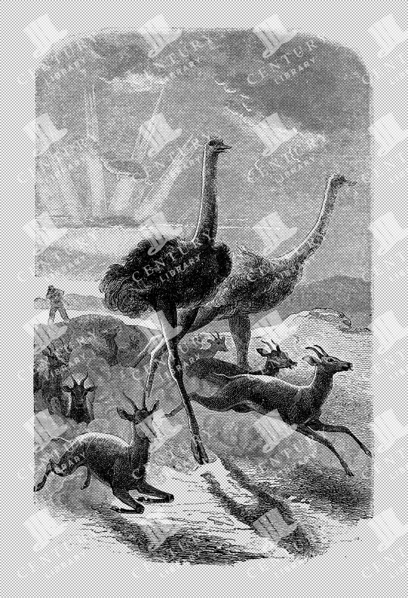 Vintage Illustration Of Ostrich Hunt With Antelopes And Hunters In Natural Setting As Transparent Png