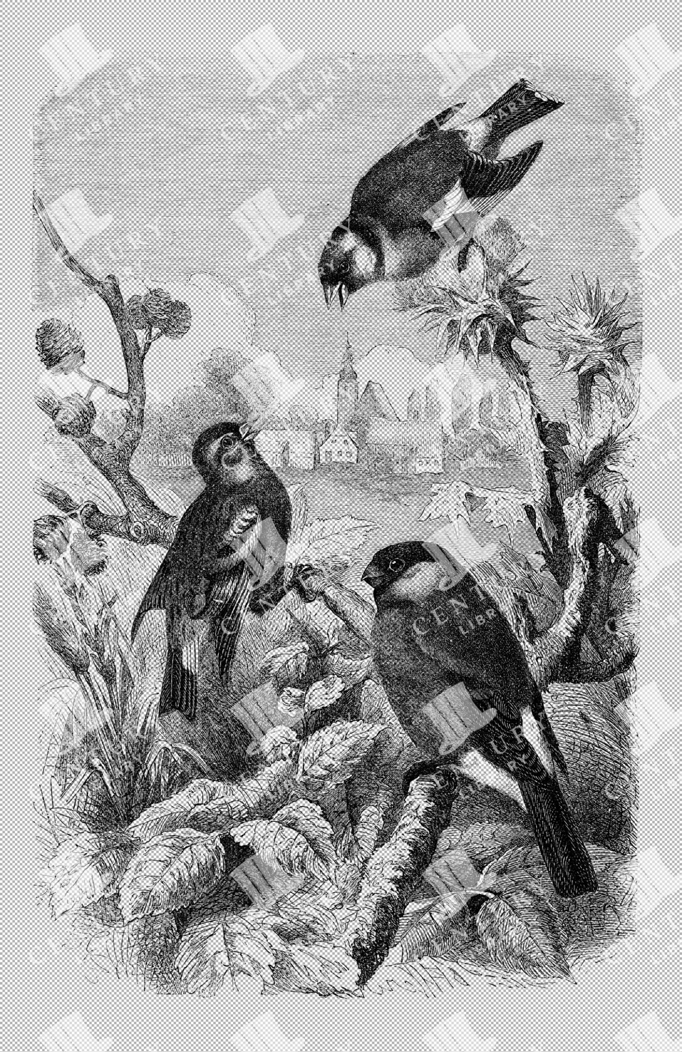 Vintage Illustration Of Passerine Birds Perched In A Scenic Habitat As Transparent Png