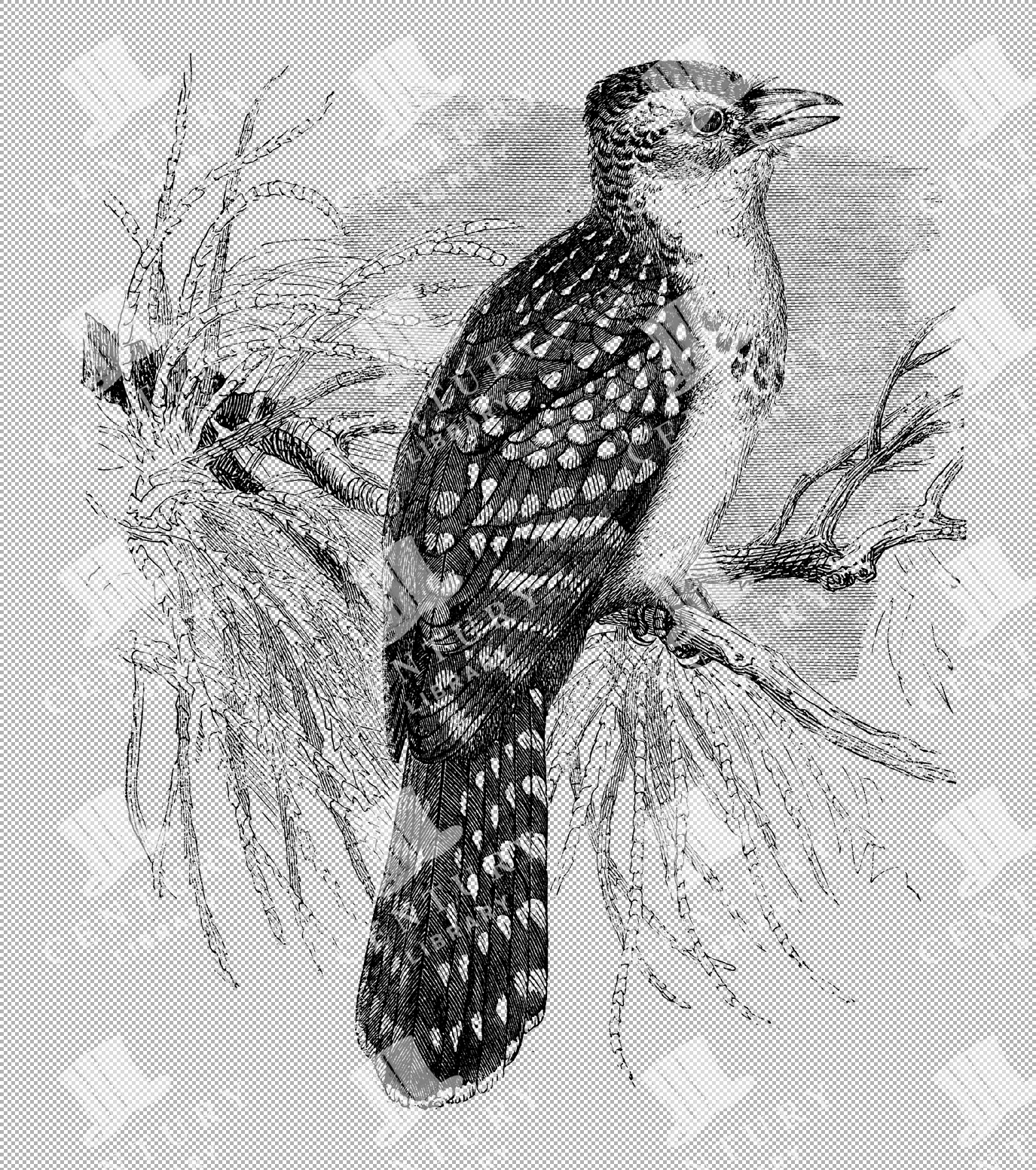Vintage Illustration Of Pearl Bird Perched On A Branch In Natural Habitat As Transparent Png