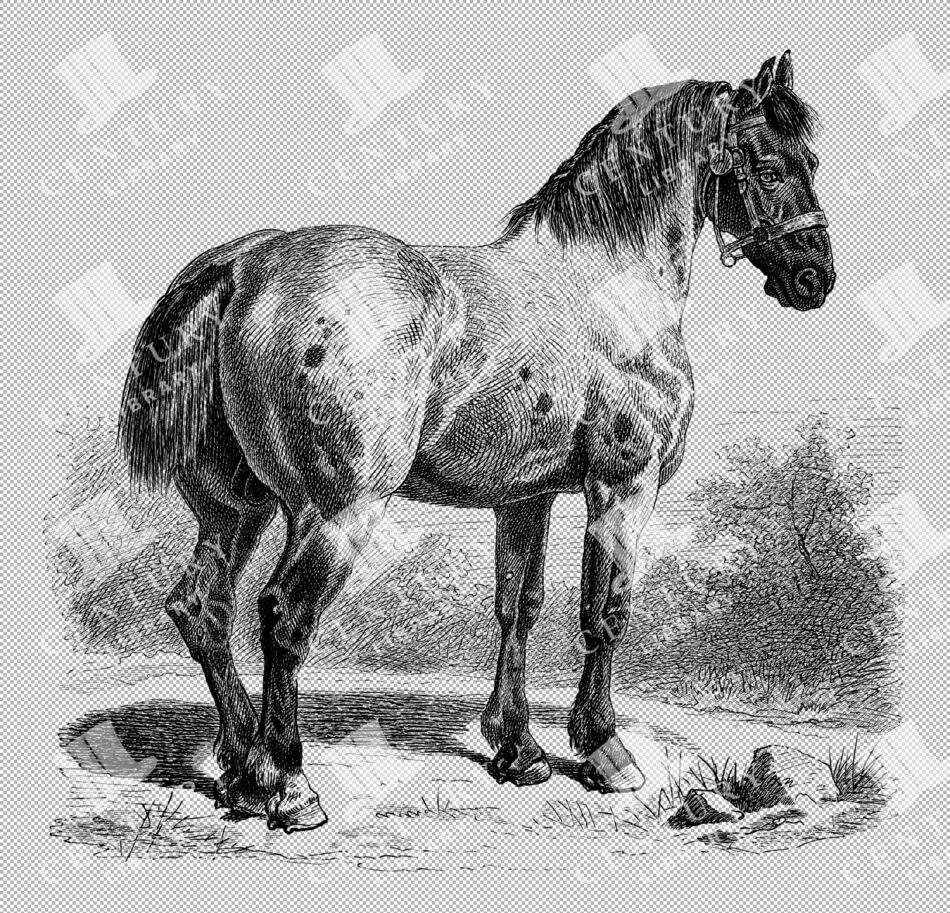Vintage Illustration Of Percheron Cart-horse Standing In A Field As Transparent Png