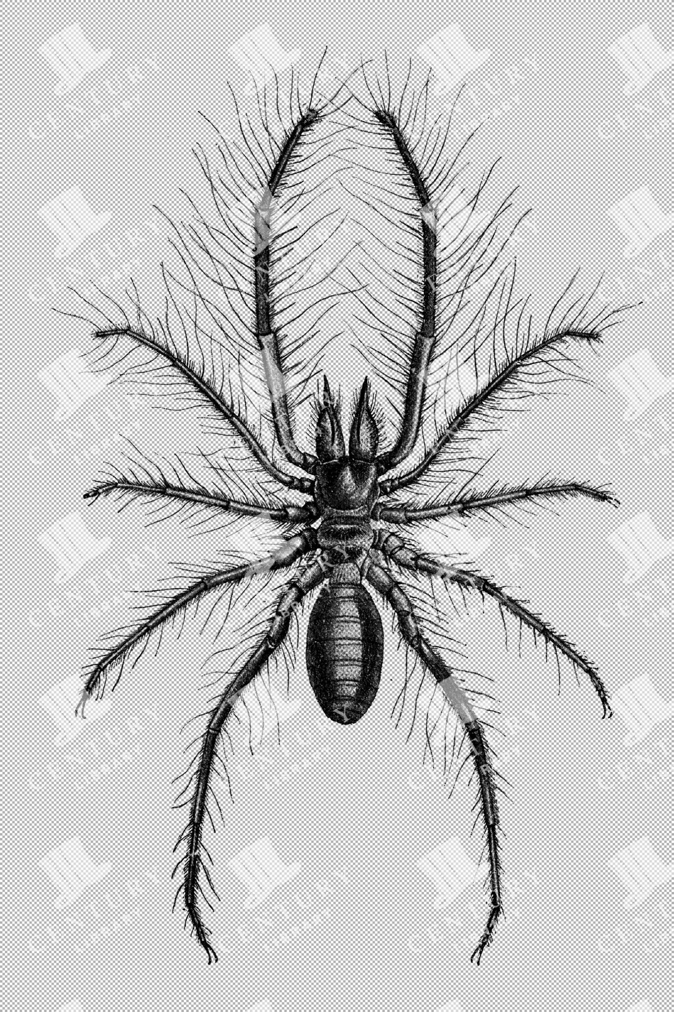 Vintage Illustration Of Persian False Spider With Distinctive Hairy Legs As Transparent Png
