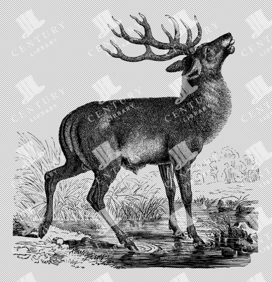 Vintage Illustration Of Red Deer Stag In A Woodland Setting As Transparent Png