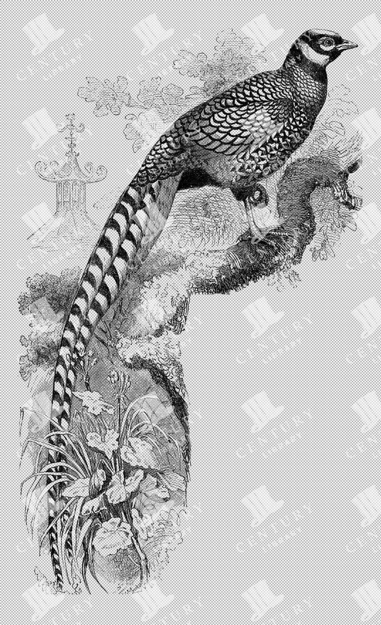 Vintage Illustration Of Reeve's Pheasant Perched On A Branch With Detailed Plumage As Transparent Png