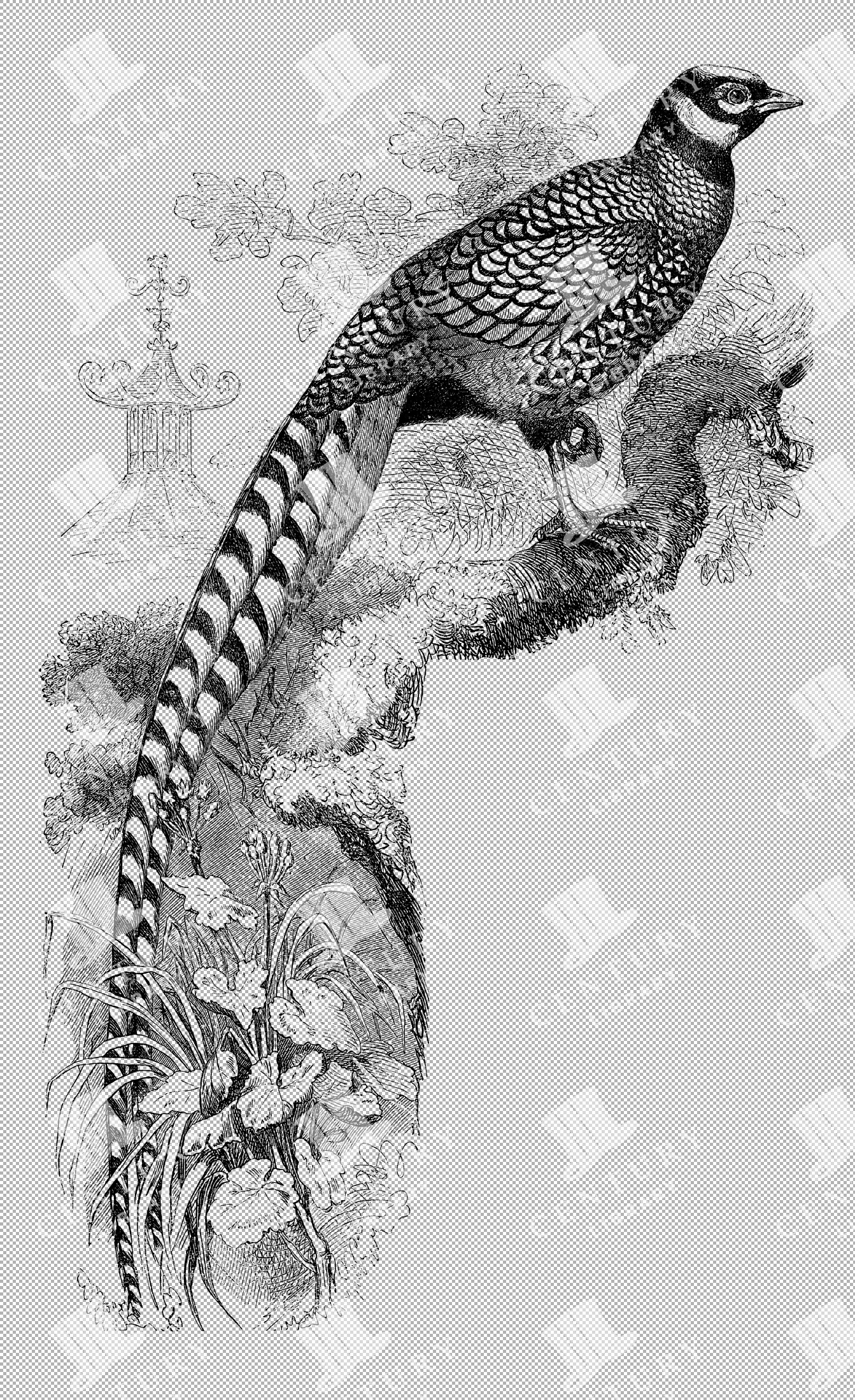 Vintage Illustration Of Reeve's Pheasant Perched On A Branch With Detailed Plumage As Transparent Png