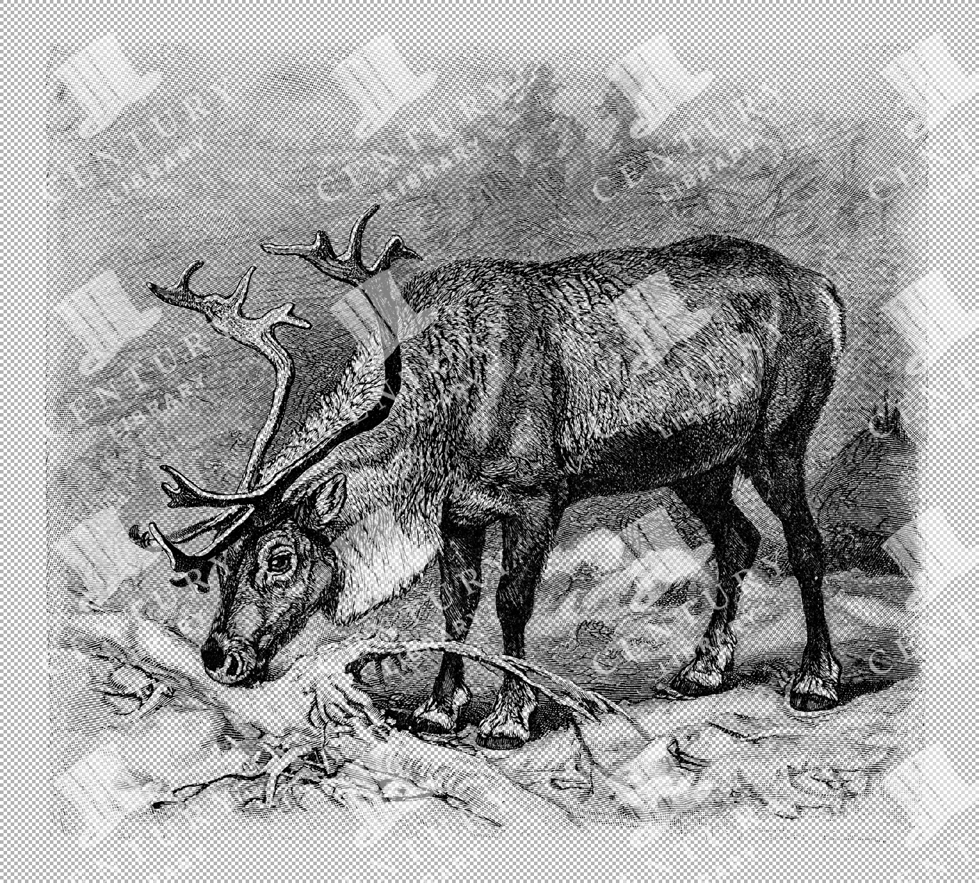Vintage Illustration Of Reindeer Grazing In A Snowy Landscape As Transparent Png
