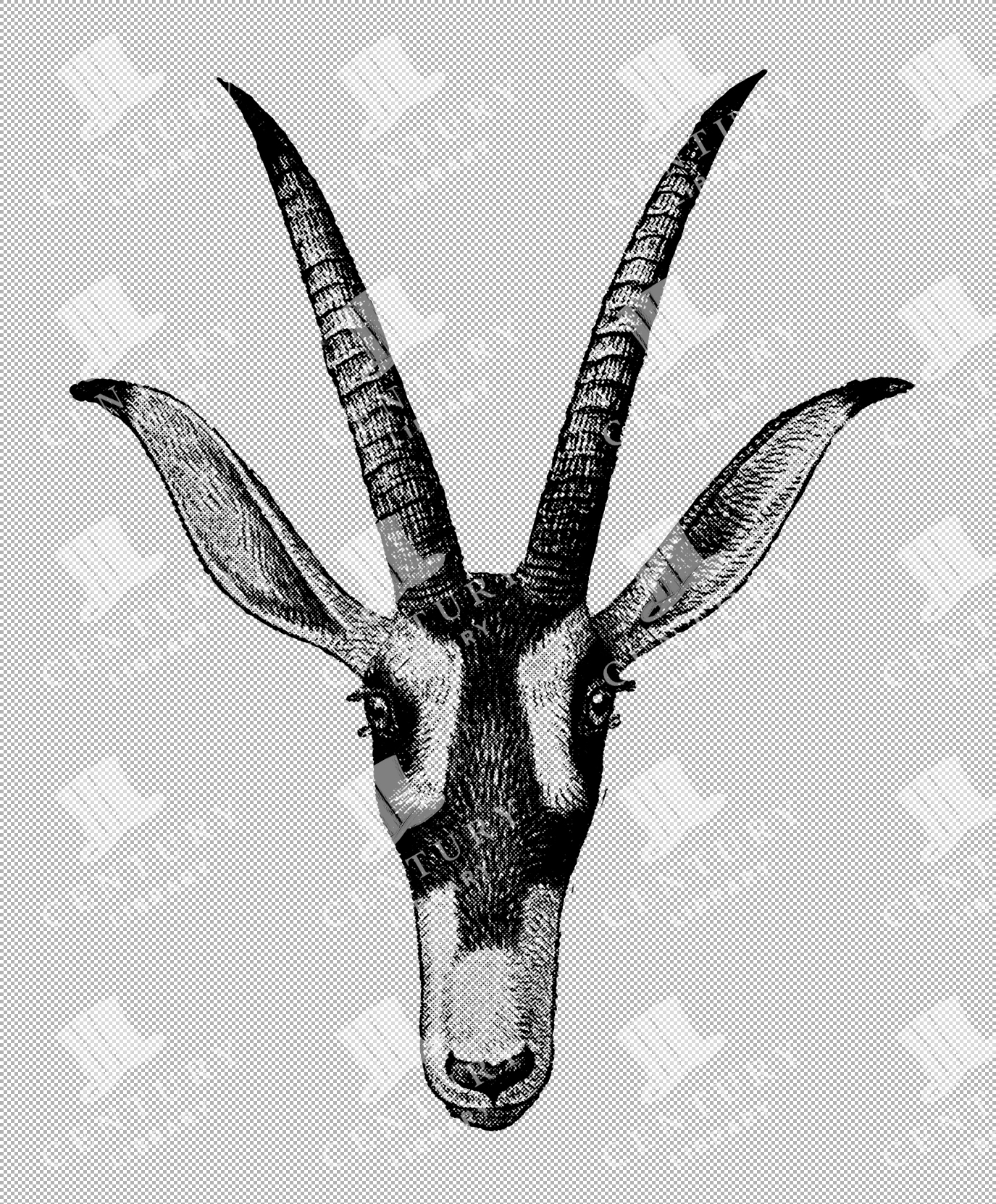Vintage Illustration Of Roan Antelope Bust With Prominent Ears And Curved Horns As Transparent Png