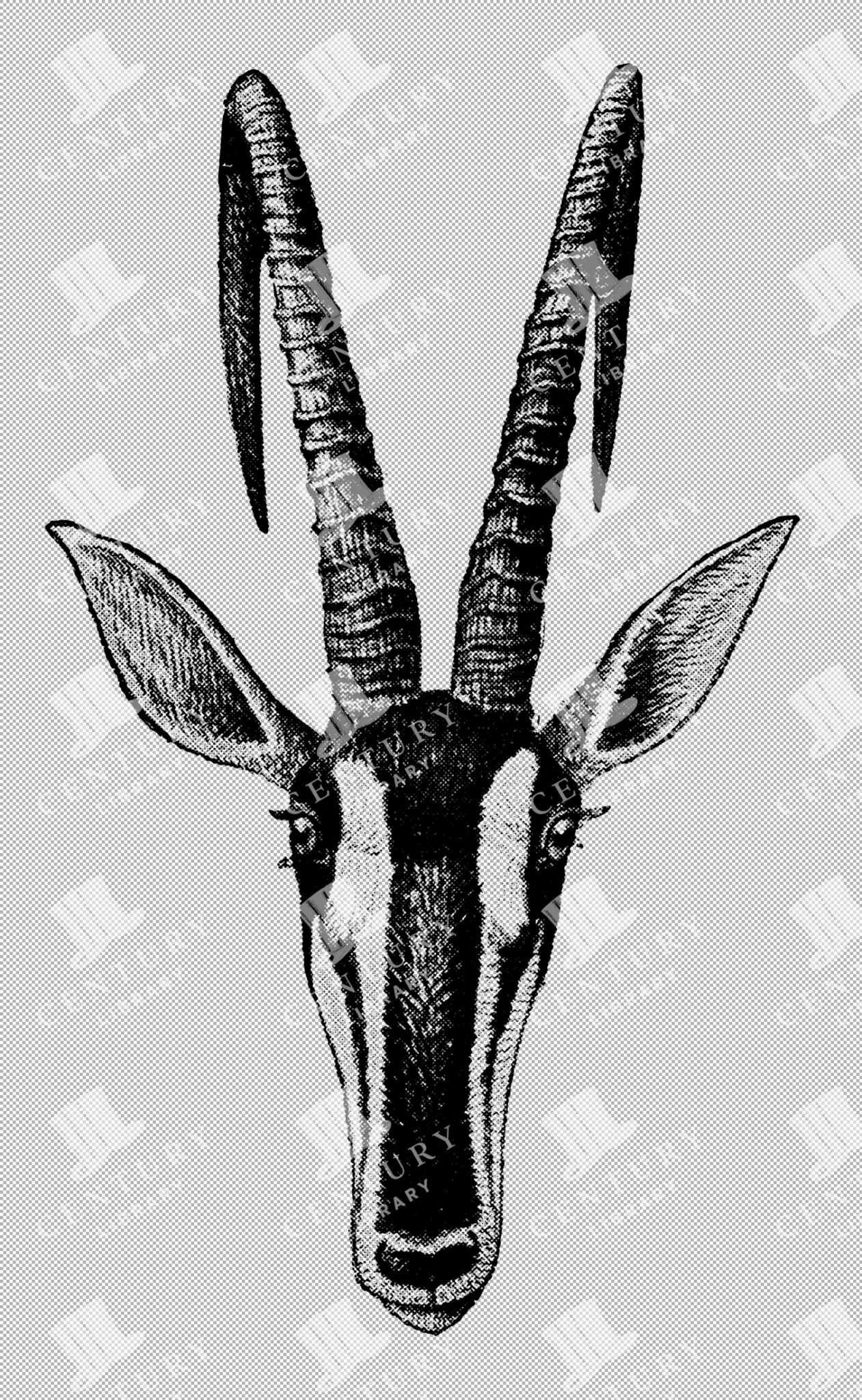 Vintage Illustration Of Sable Antelope Bust With Long Curved Horns As Transparent Png