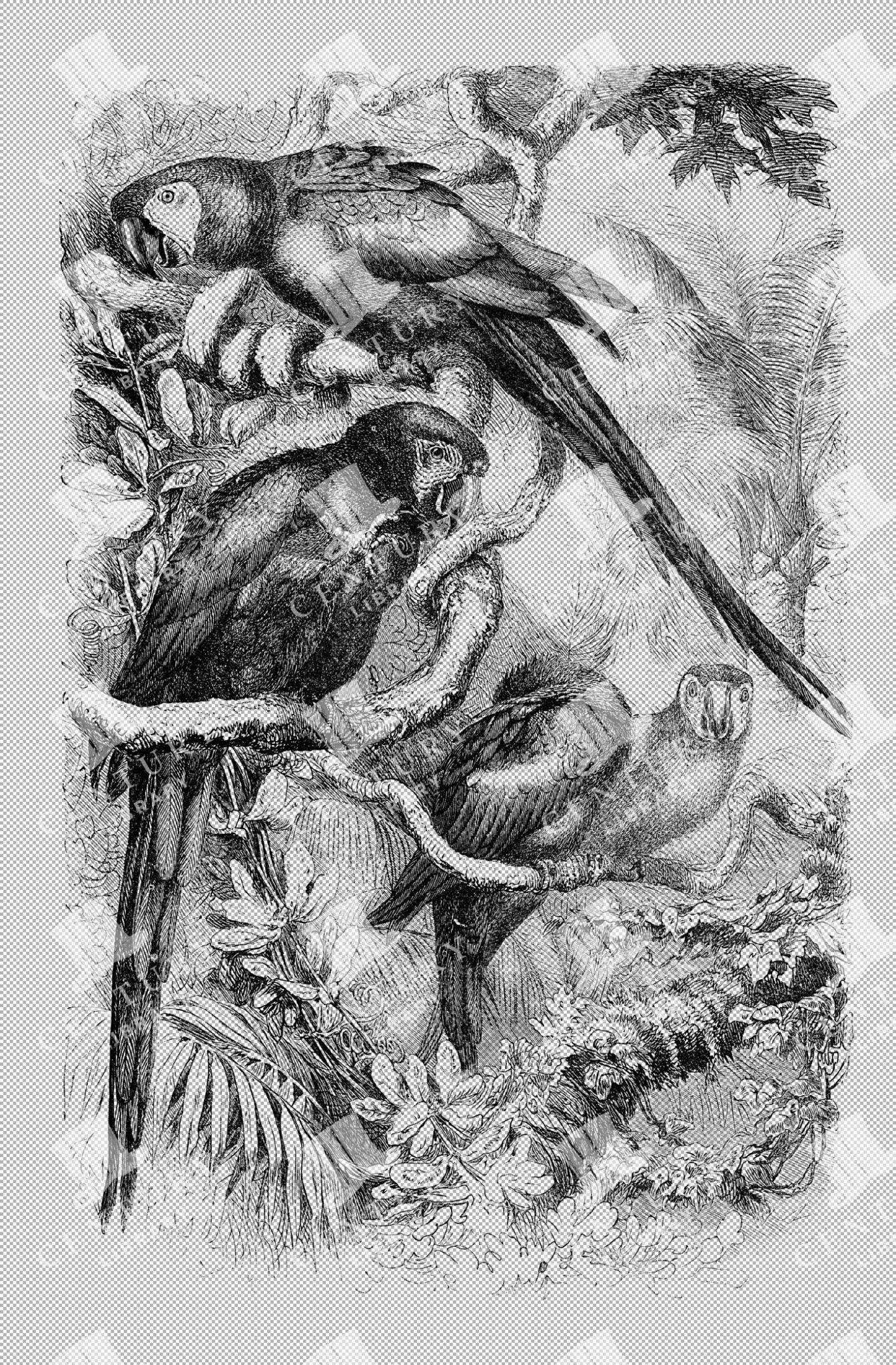Vintage Illustration Of Scarlet Macaw Parrots Perched In A Tropical Habitat As Transparent Png