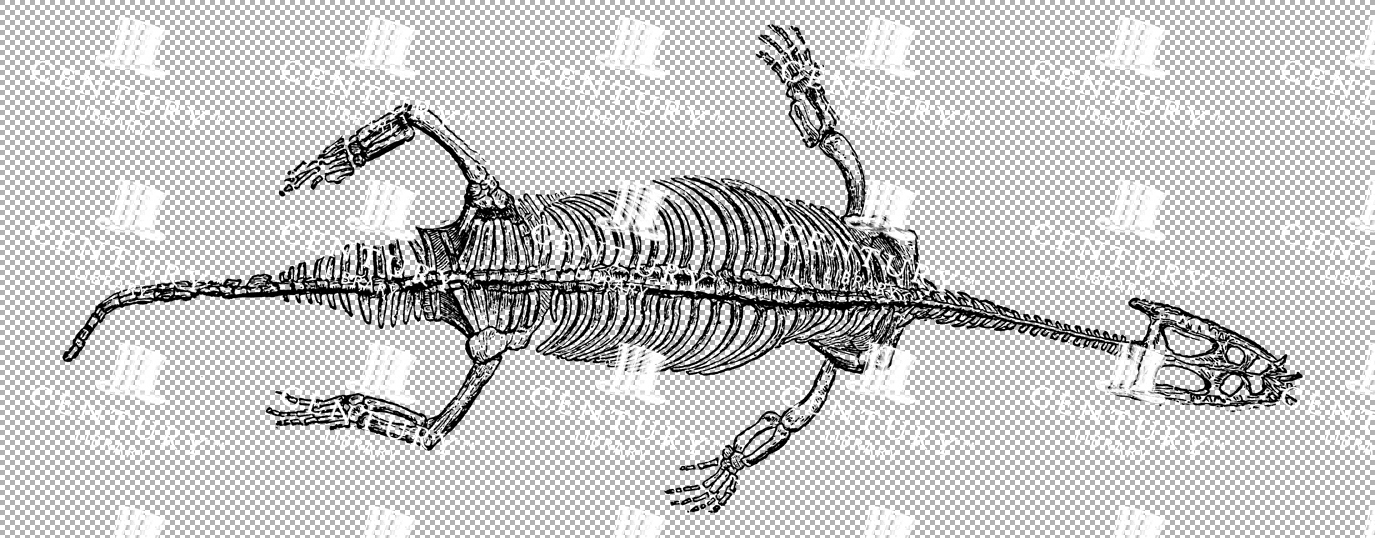 Vintage Illustration Of Lariosaur Skeleton With Detailed Bone Structure As Transparent Png