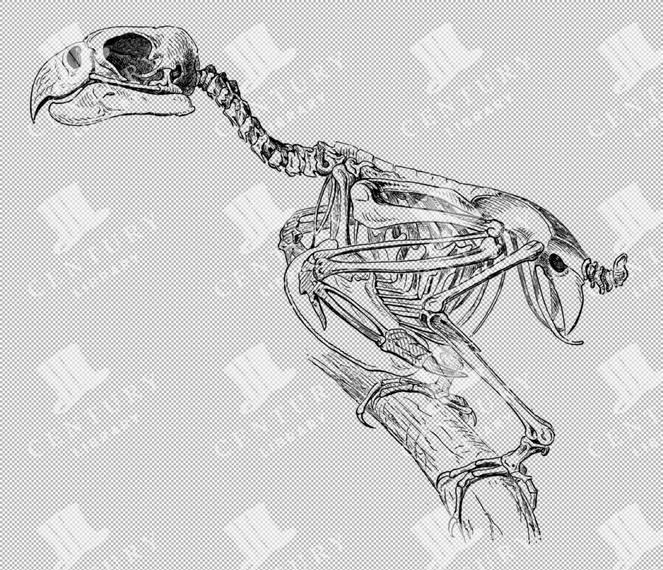 Perching Bird Skeleton With Hooked Beak On Branch - Side Profile Showing Skull, Vertebrae, Ribcage, Wings And Talons