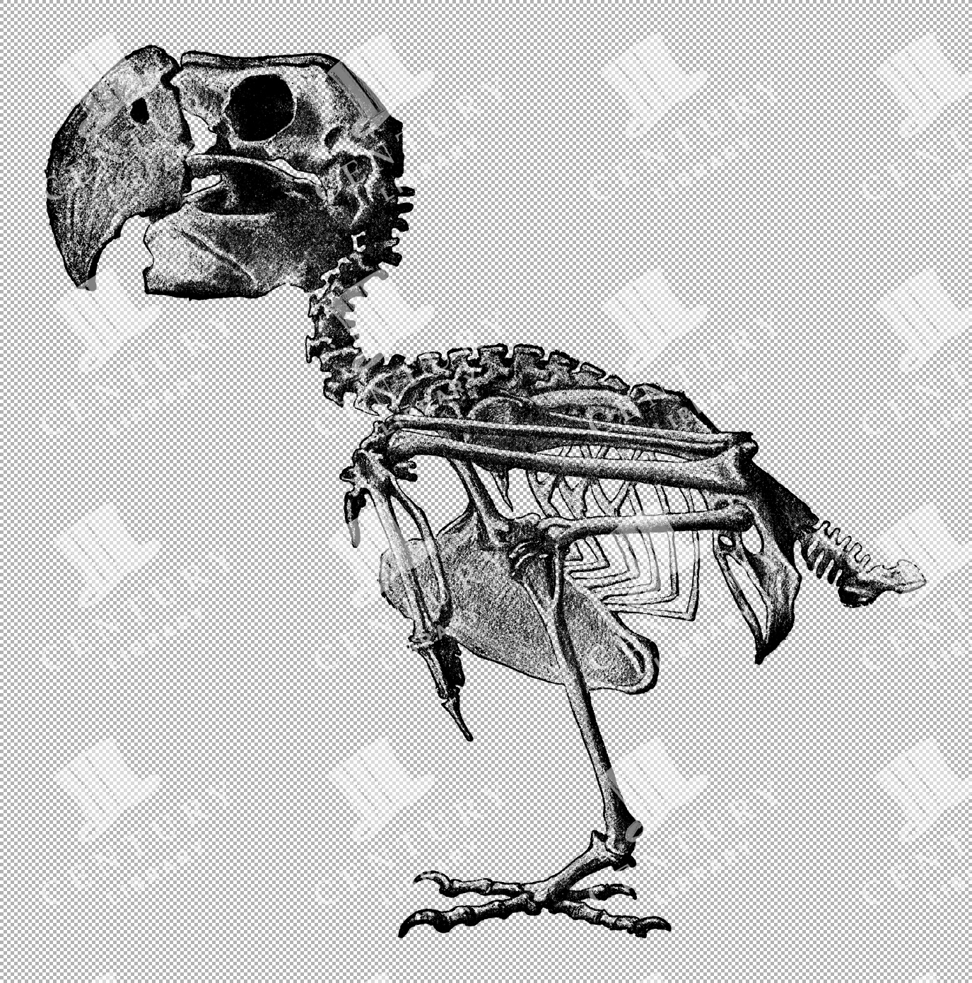 Vintage Illustration Of A Parrot Skeleton With Detailed Bone Structure As Transparent Png
