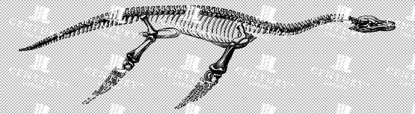 Vintage Illustration Of A Plesiosaur Skeleton With Long Neck As Transparent Png