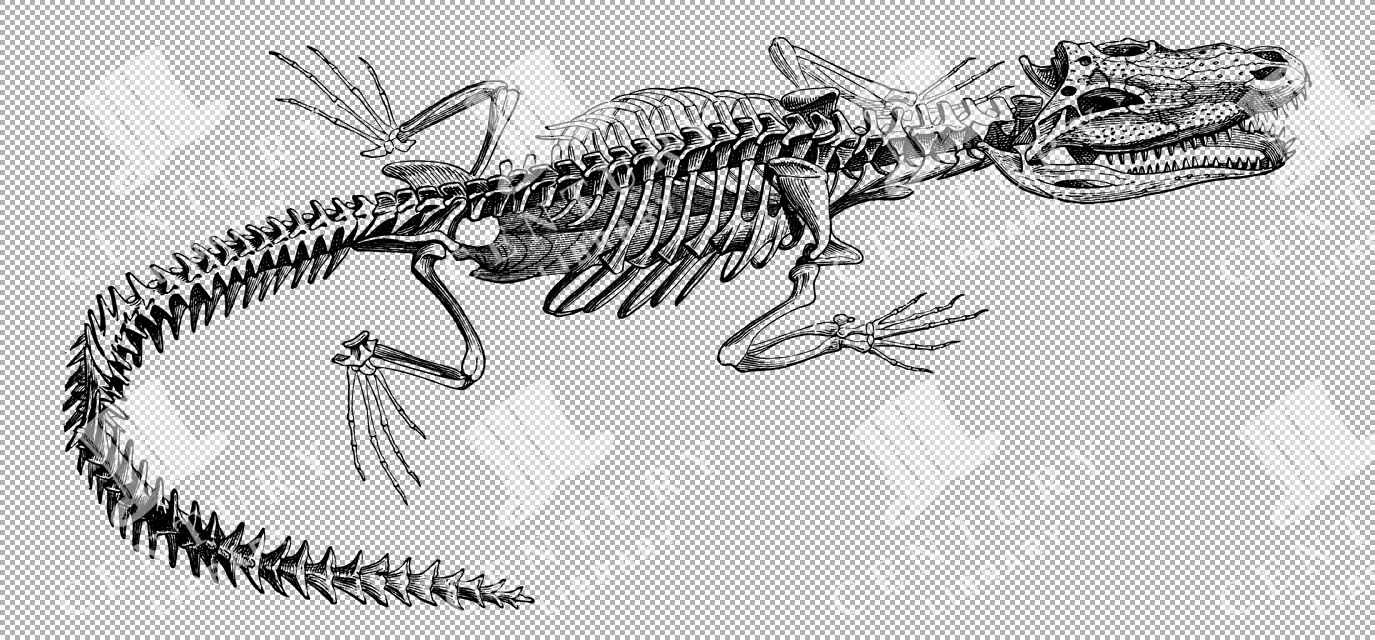 Vintage Illustration Of Crocodile Skeleton With Detailed Bone Structure As Transparent Png