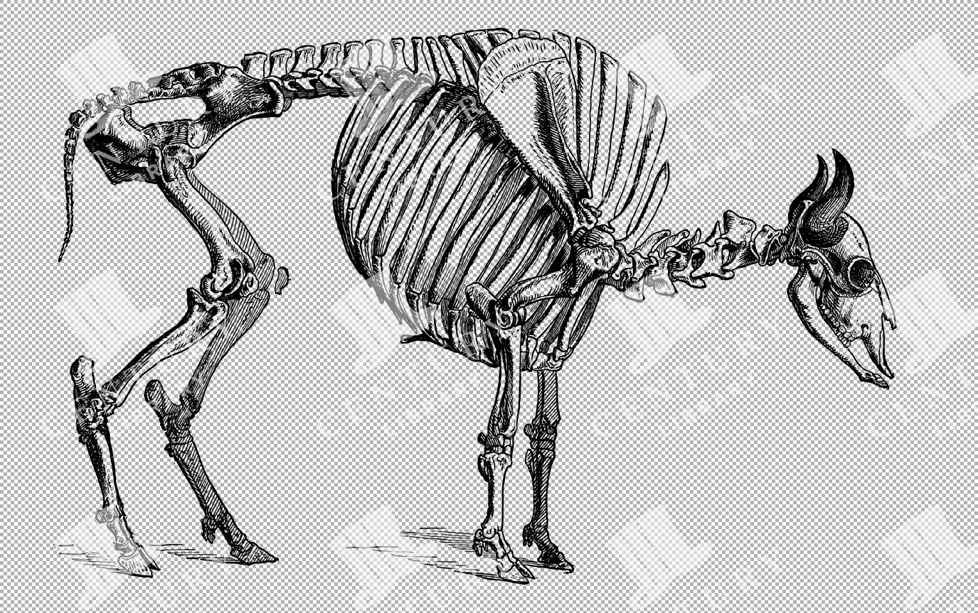 Vintage Illustration Of European Bison Skeleton With Sturdy Frame As Transparent Png