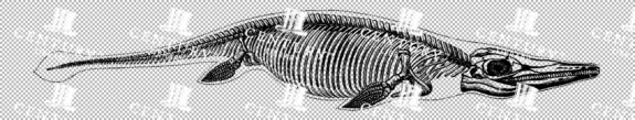 Vintage Illustration Of Fish-lizard Skeleton With Streamlined Form As Transparent Png