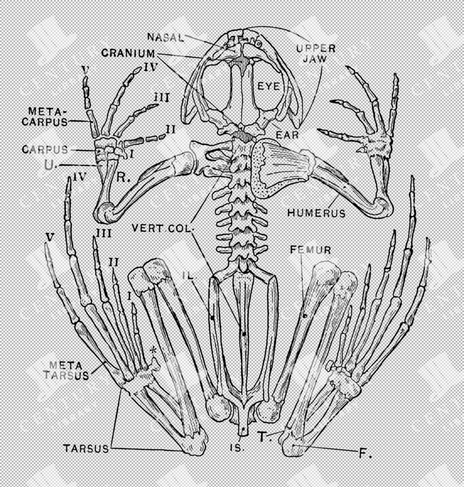 Vintage Illustration Of Frog Skeleton With Delicate Bone Structure As Transparent Png